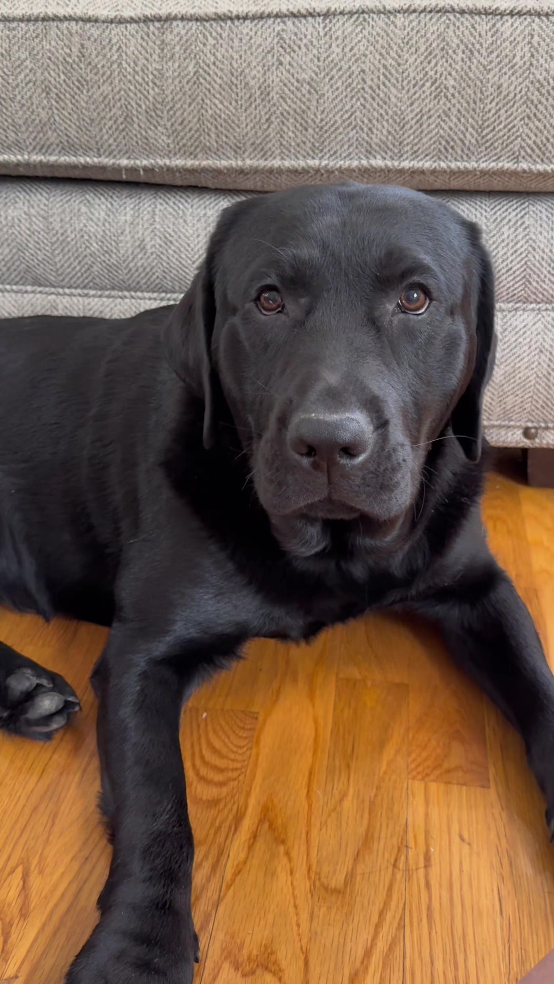 @DennisTheBlackLab