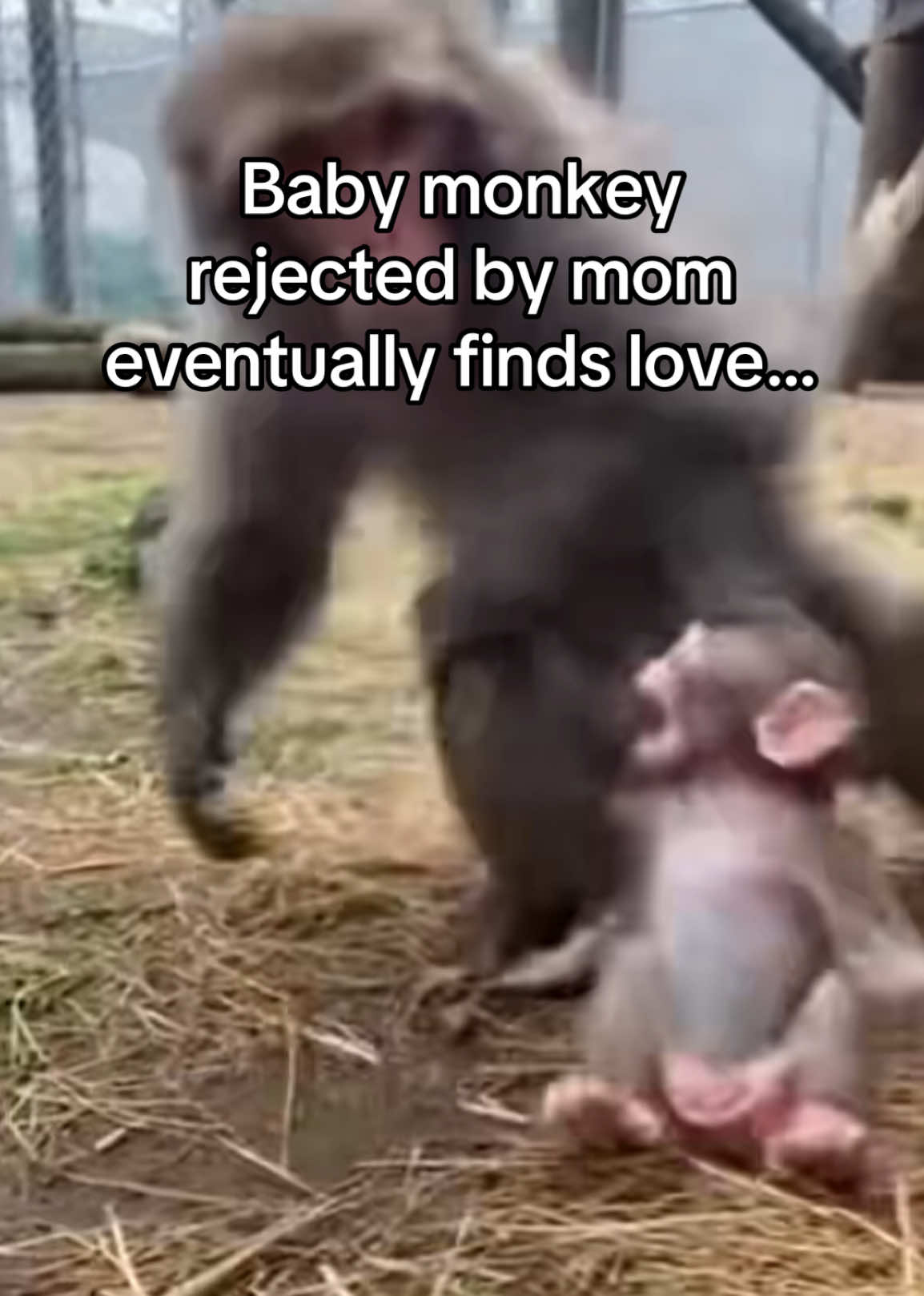 @AnimalWorld