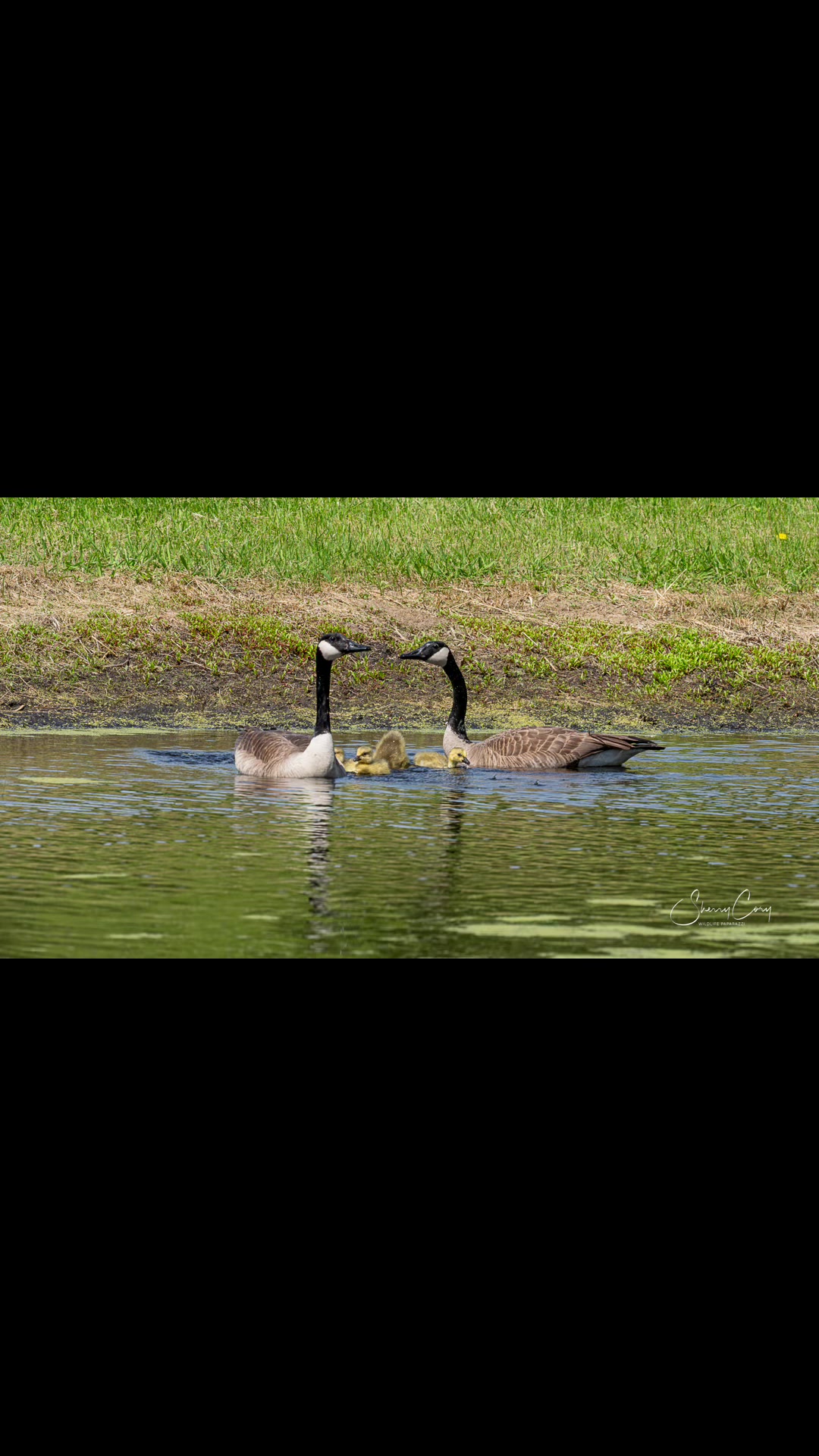 @❌Sherry &ldquo;Wildlife Paparazzi&rdquo;❌