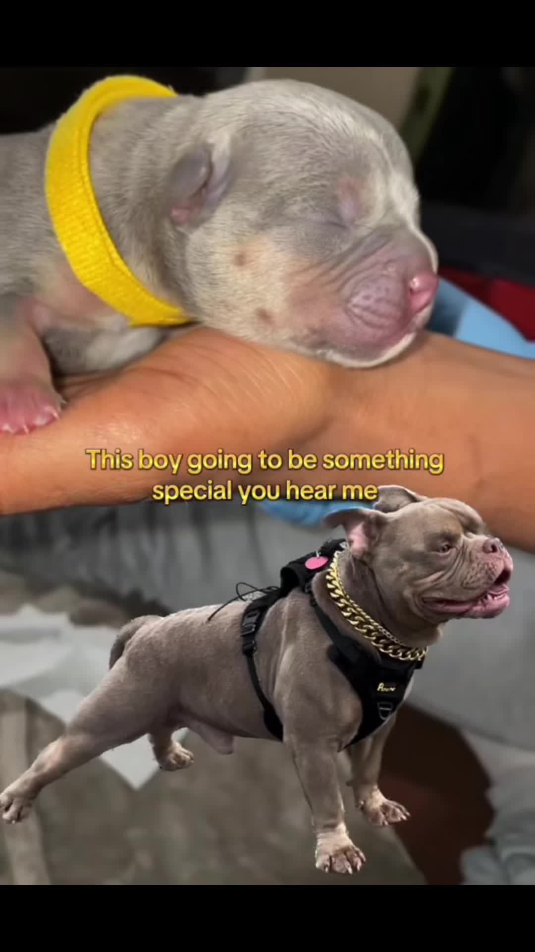@gardnerkennel08