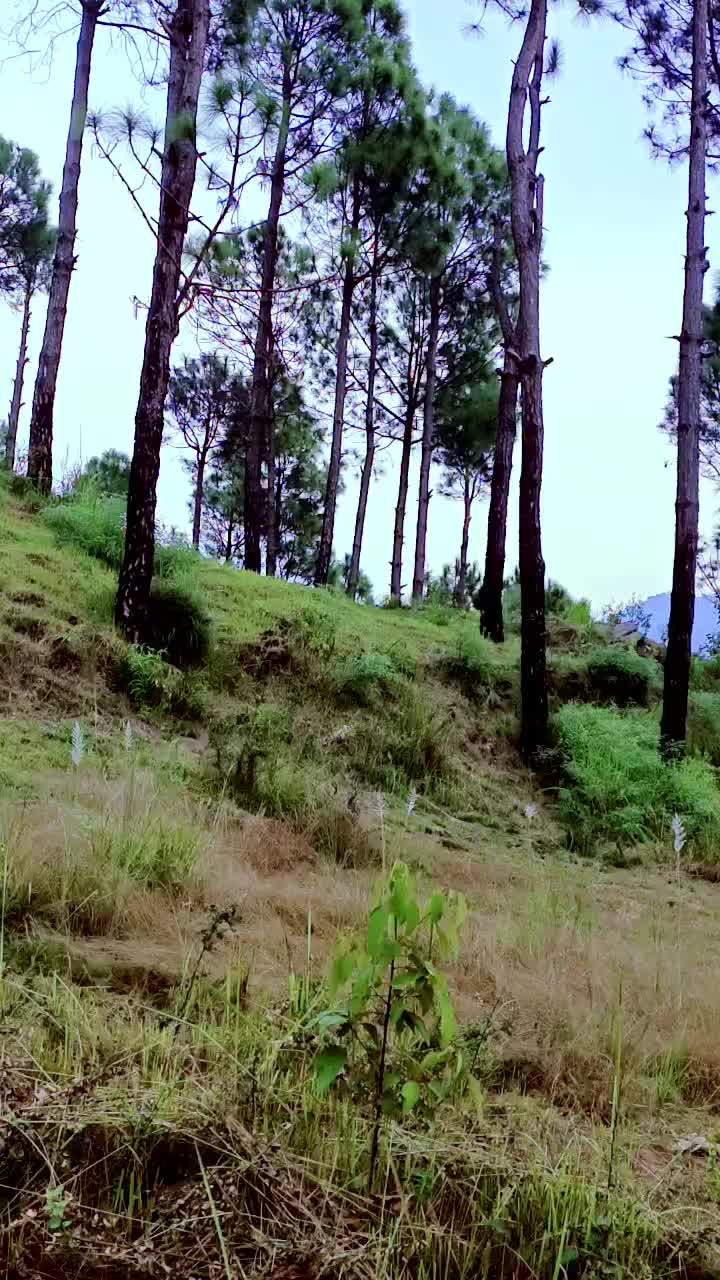 @@islamic video officiall