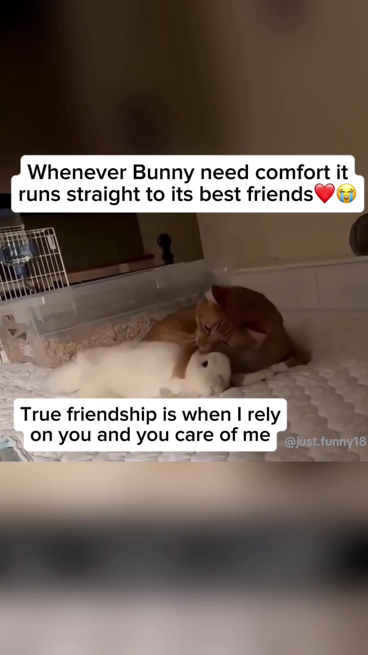 @Funny Animals😽🐶❤️