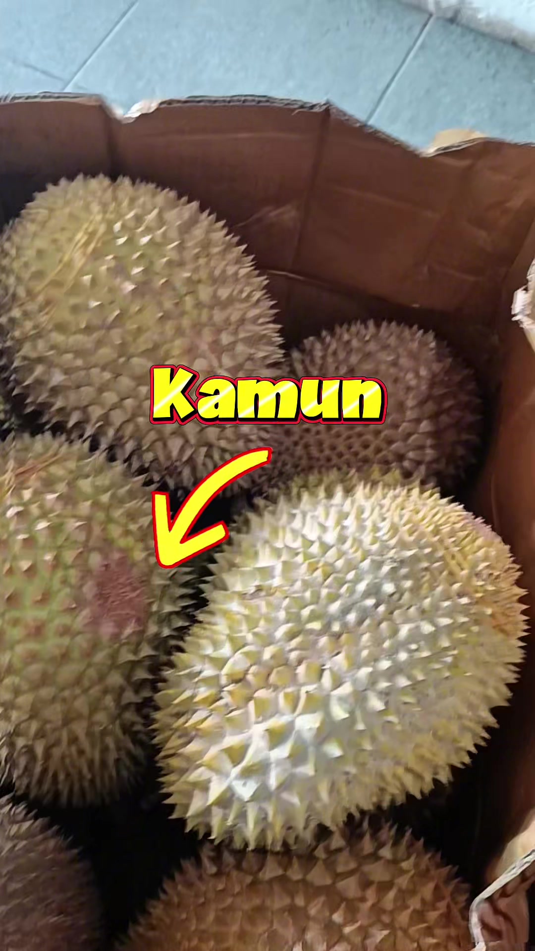 @CICIP DURIAN