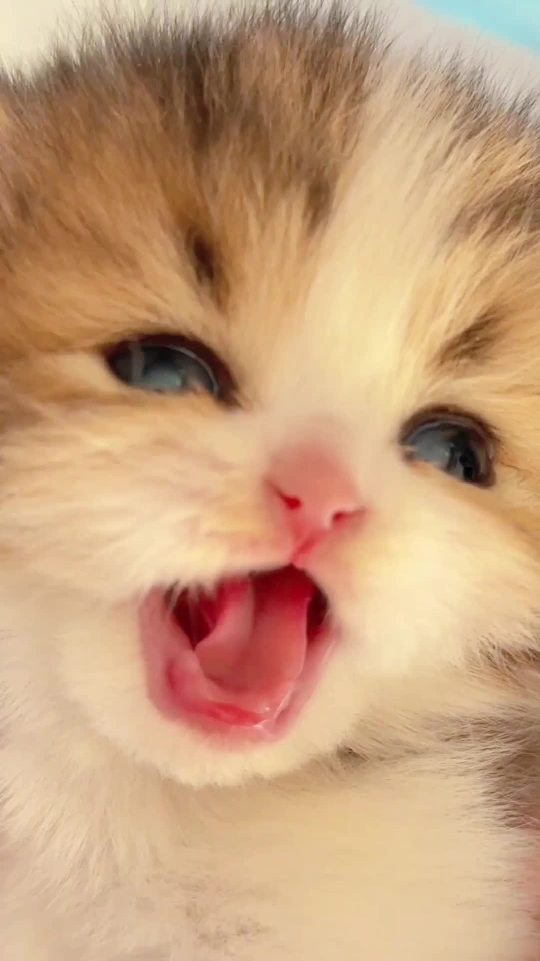 @The Kitten Council 😻😻