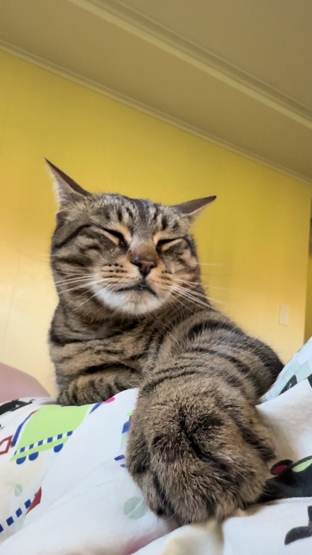 @Coby the Cat 🐾
