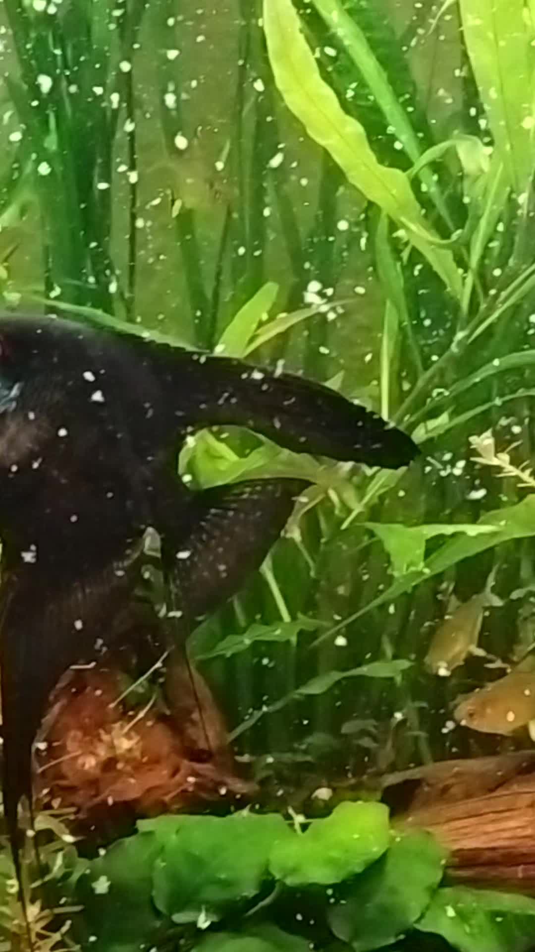 @Joker,s Aquarienwelt