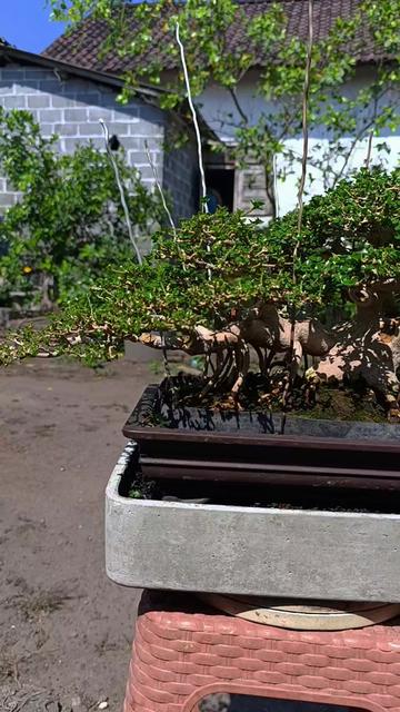 @Yanubonsai