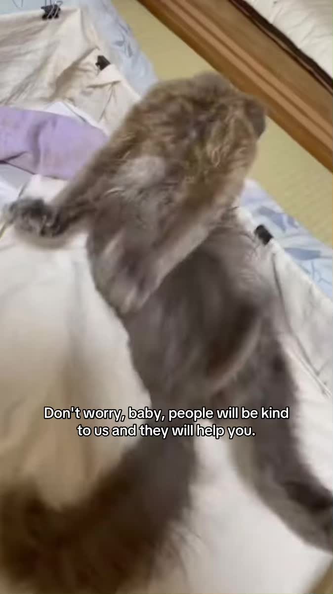 @Milo the Cat 🐾