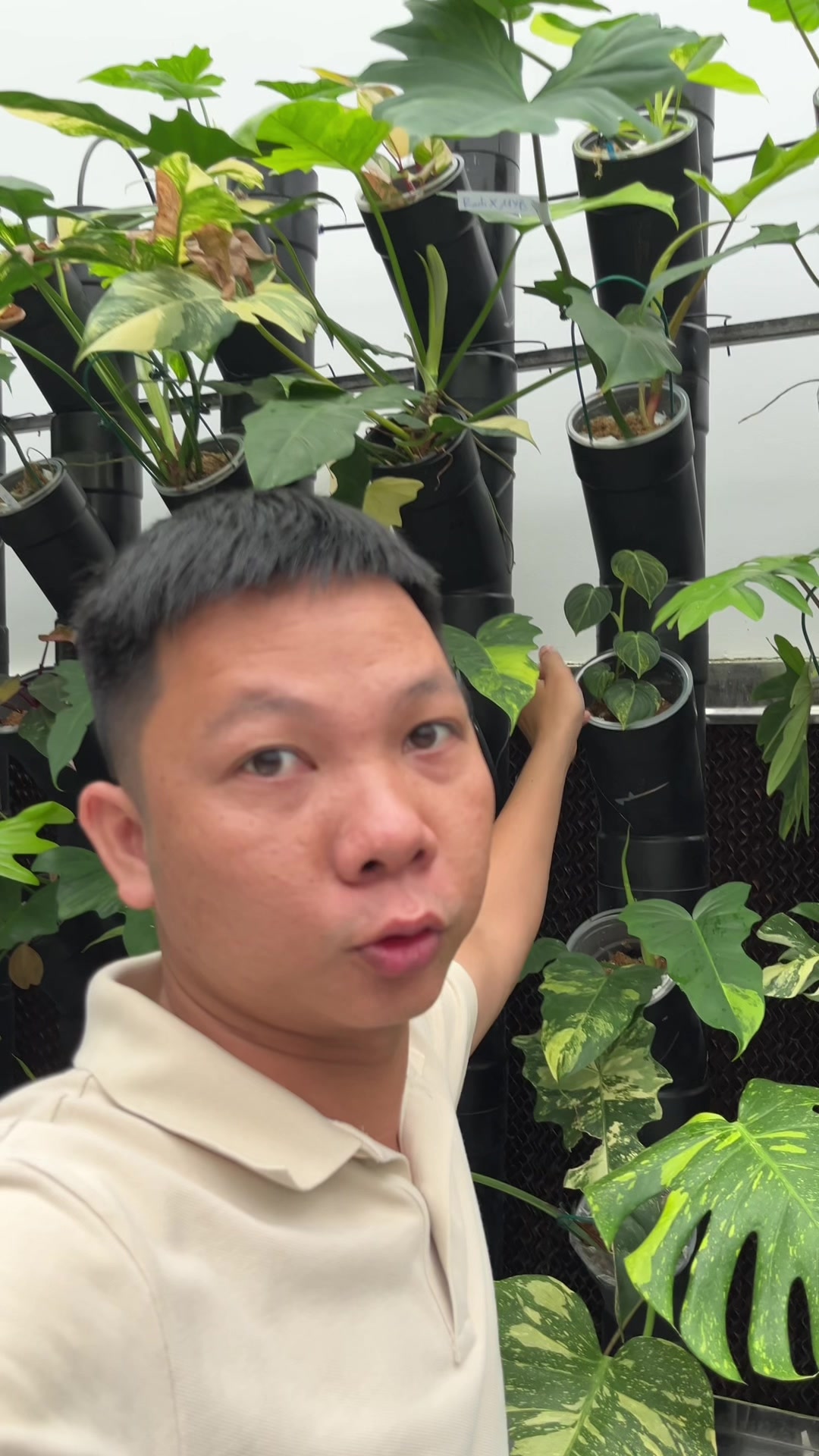@Huy Kiểng Lá