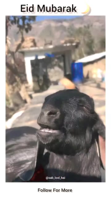 @Sameer._.Raza🤣