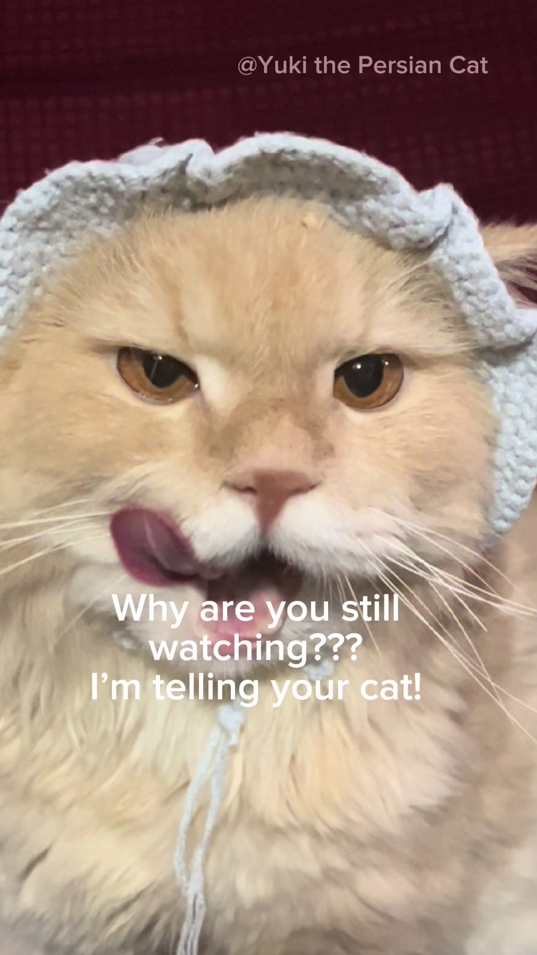 @Yuki the Persian Cat