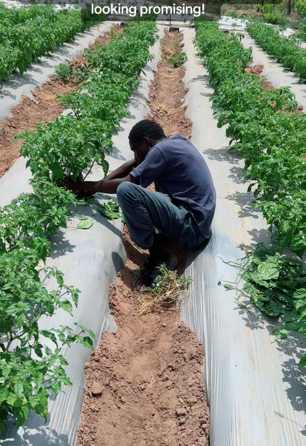 @Janda Farms 🇬🇲