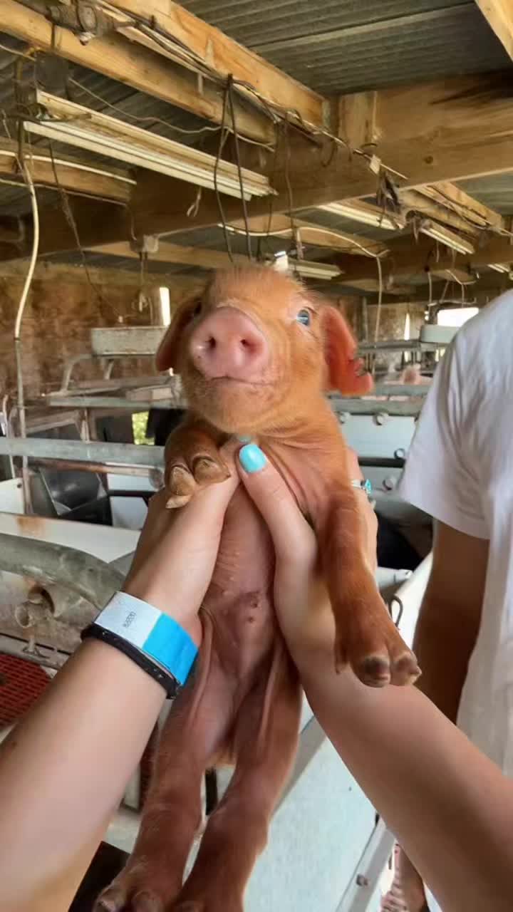 @Khaby Go Vegan