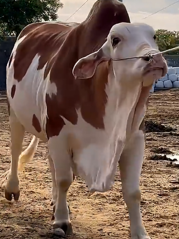 @Karachi Bull lovers