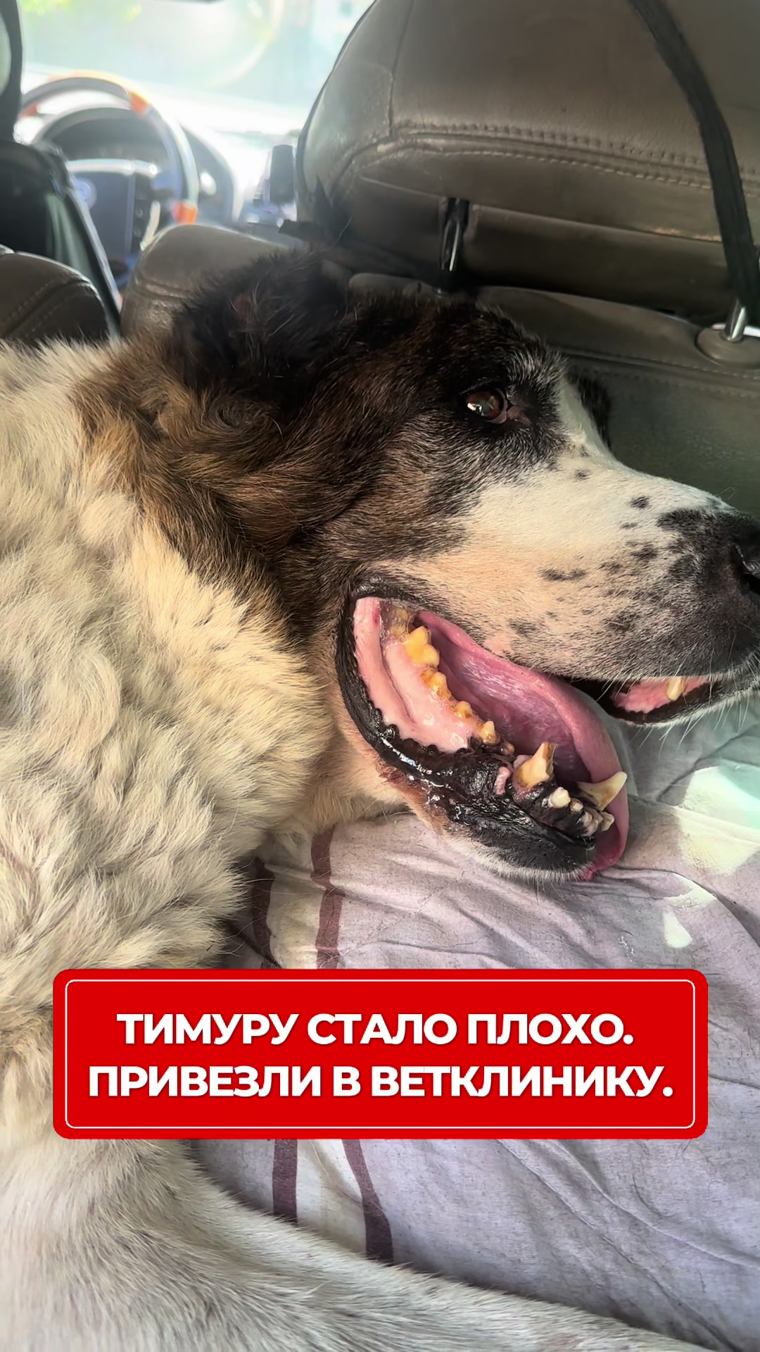 @Приют Ковчег Кыргызстан