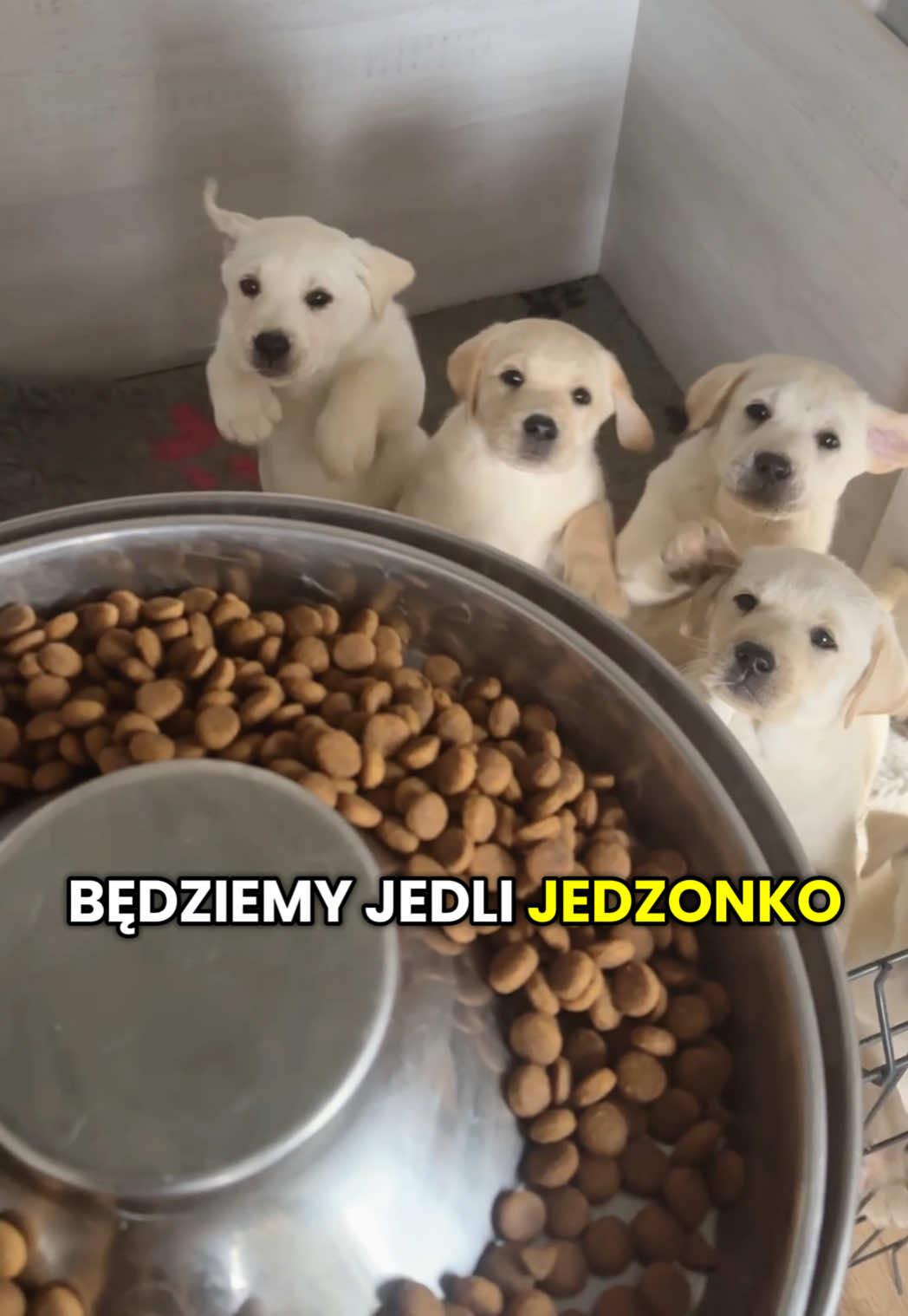 @Moonlife -Labrador Retriever