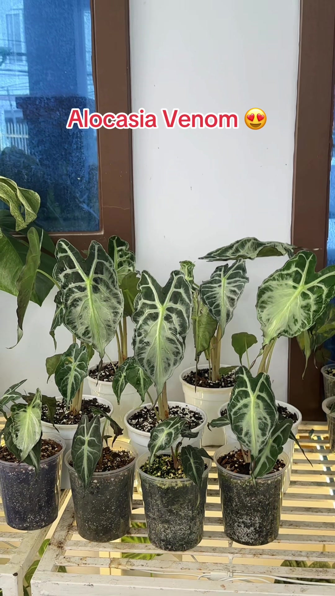 @Plantlife50