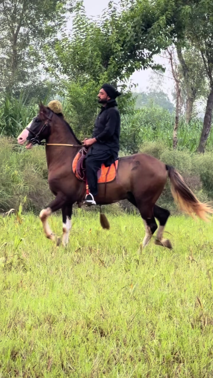 @Faisal Altaf Bosal