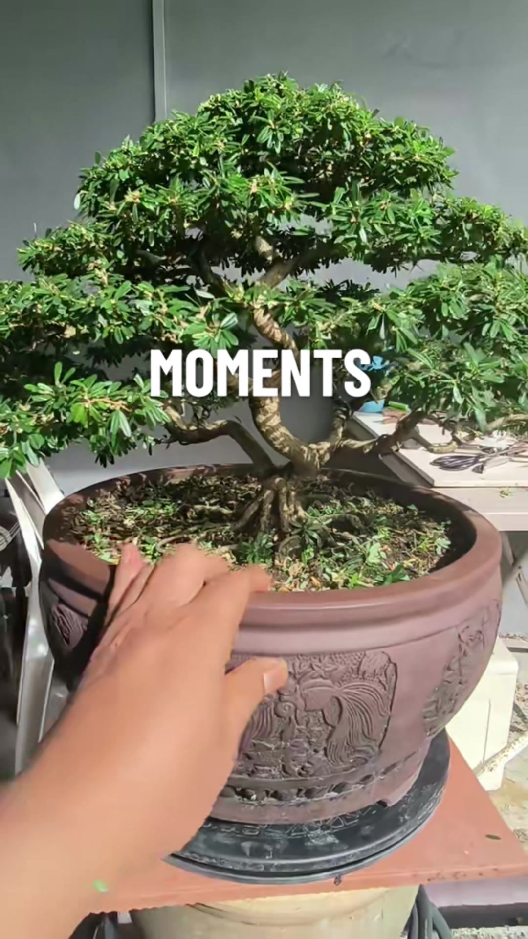 @ONE BONSAI JB