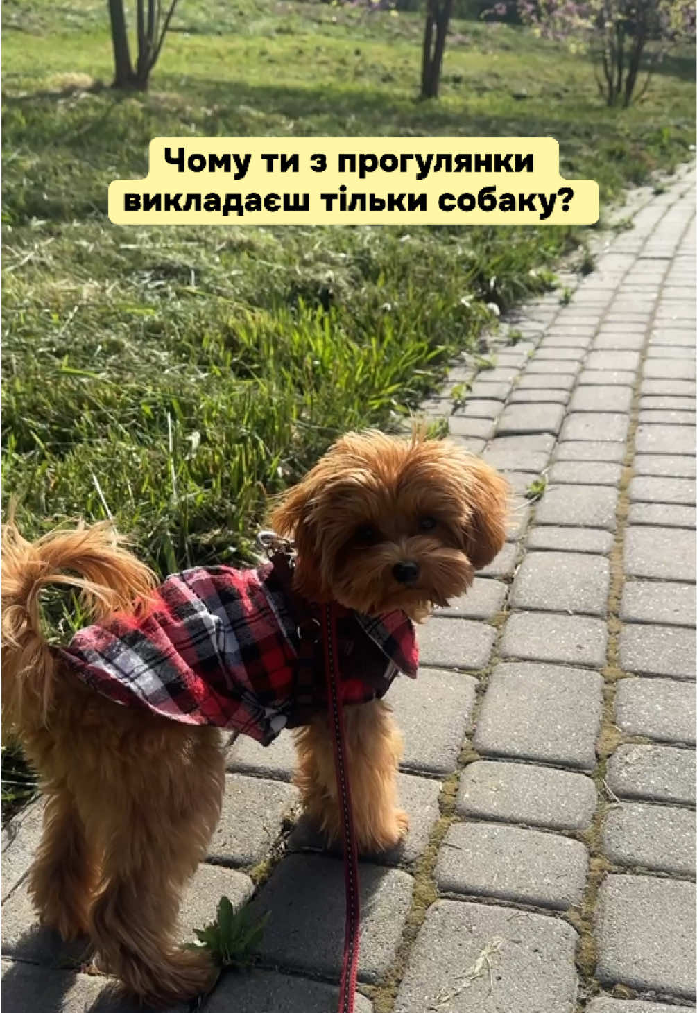@Мальтипух Кіра