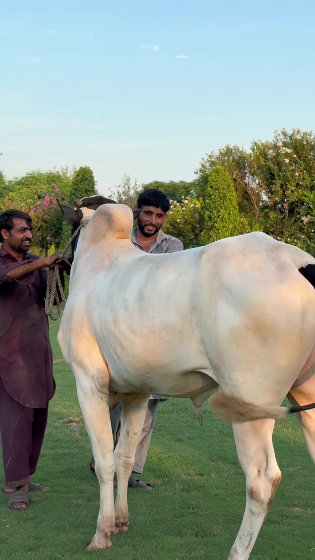 @Gulf Cattle Farm Official