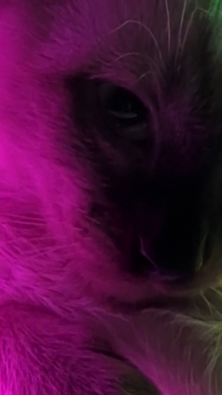 @Mirella ASMR