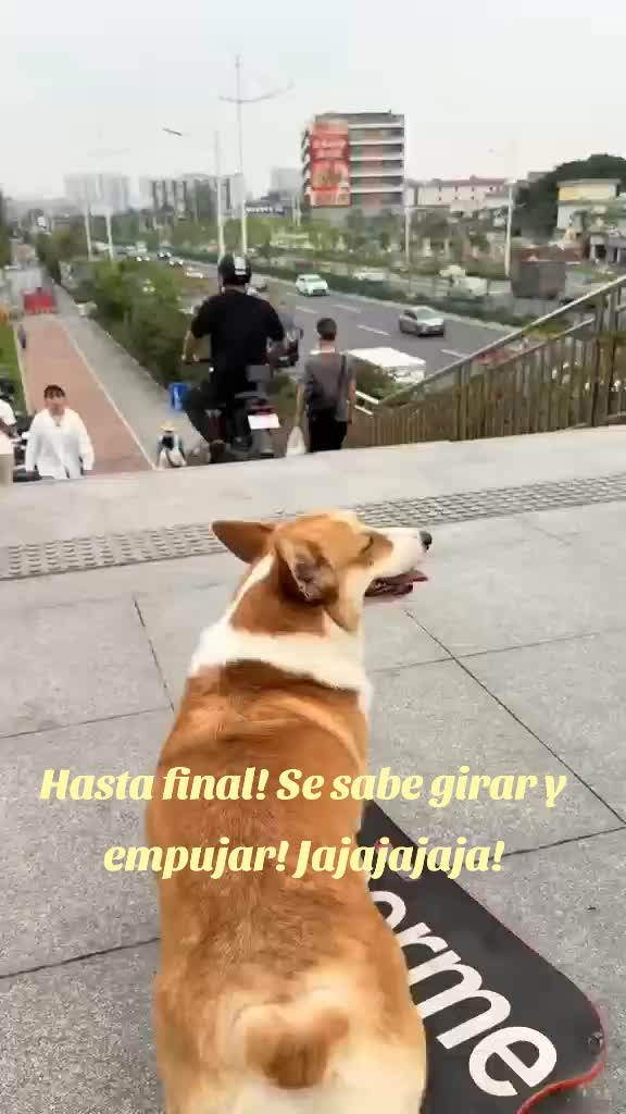 @MASCOTA@ARRIBA!