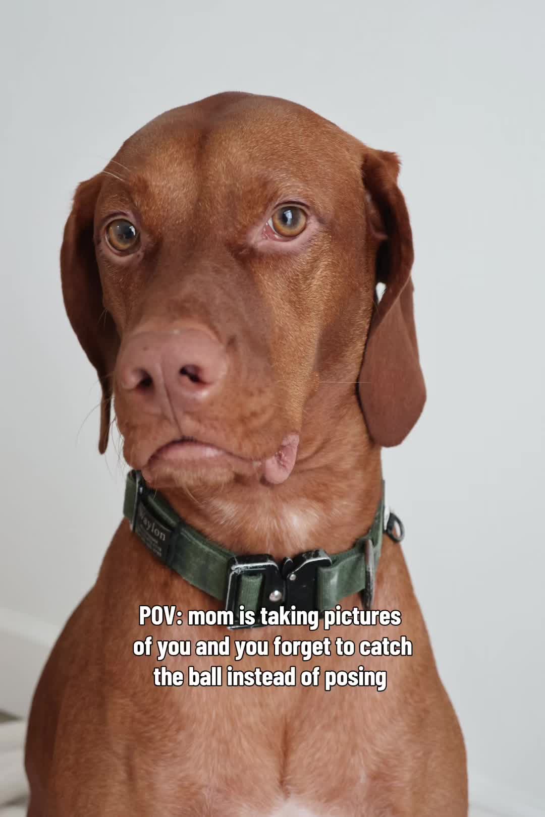 @waylonthevizsla