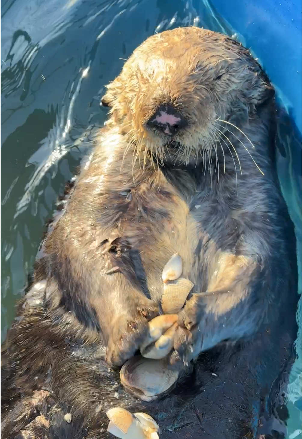 @Marine Mammal Rescue Society