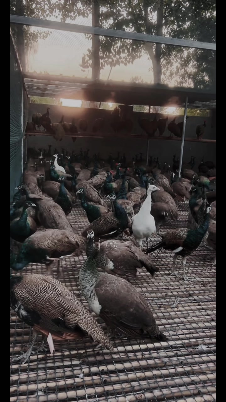 @網上動物