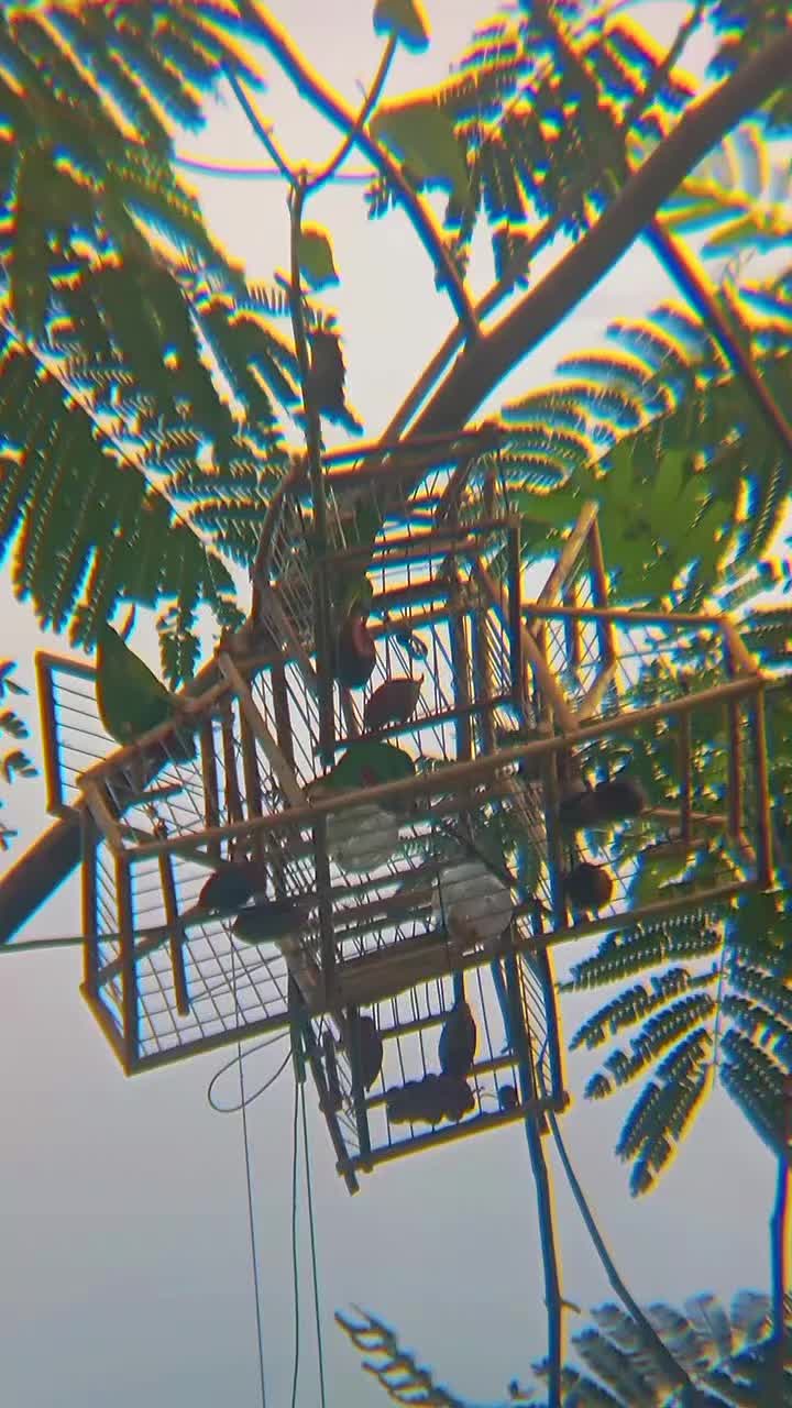 @Srindit kaltara 🦜