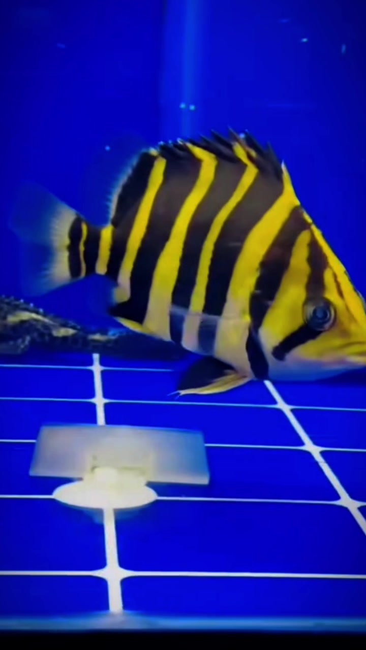 @網上看魚