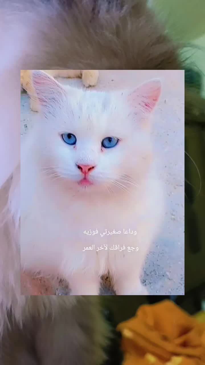 @رنا الروح