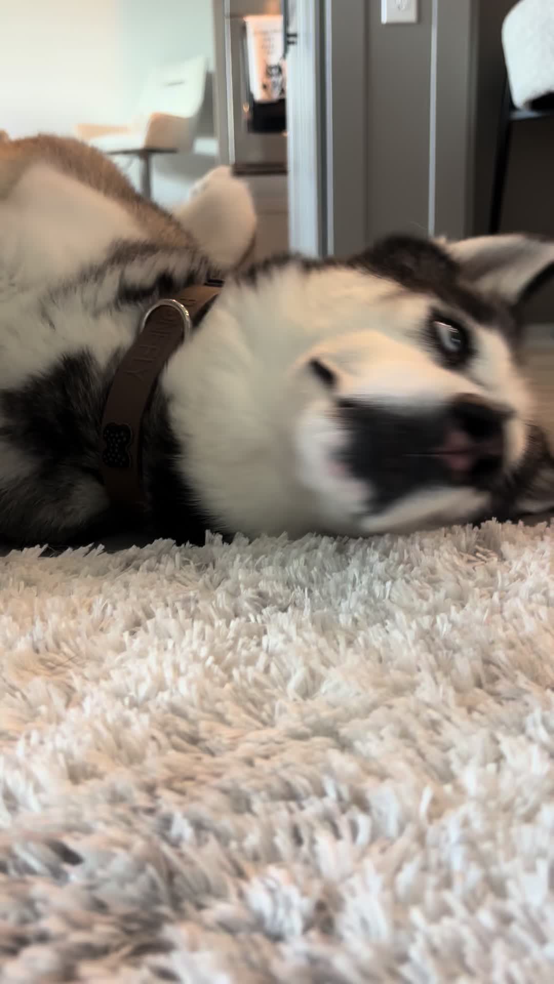 @lifewith2huskies