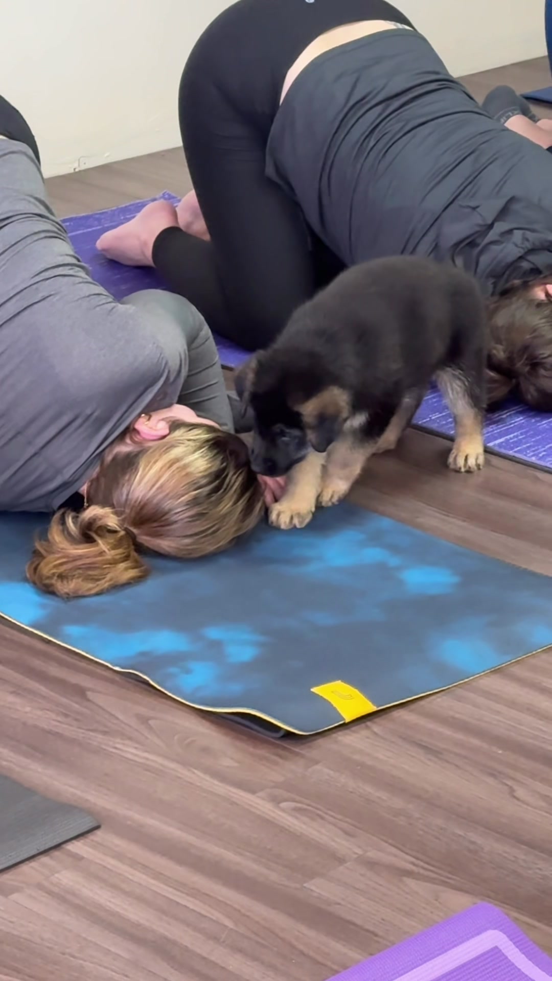 @Muskoka Puppy Yoga