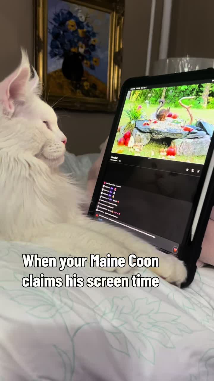 @Sassy Koonz Luxury MaineCoons