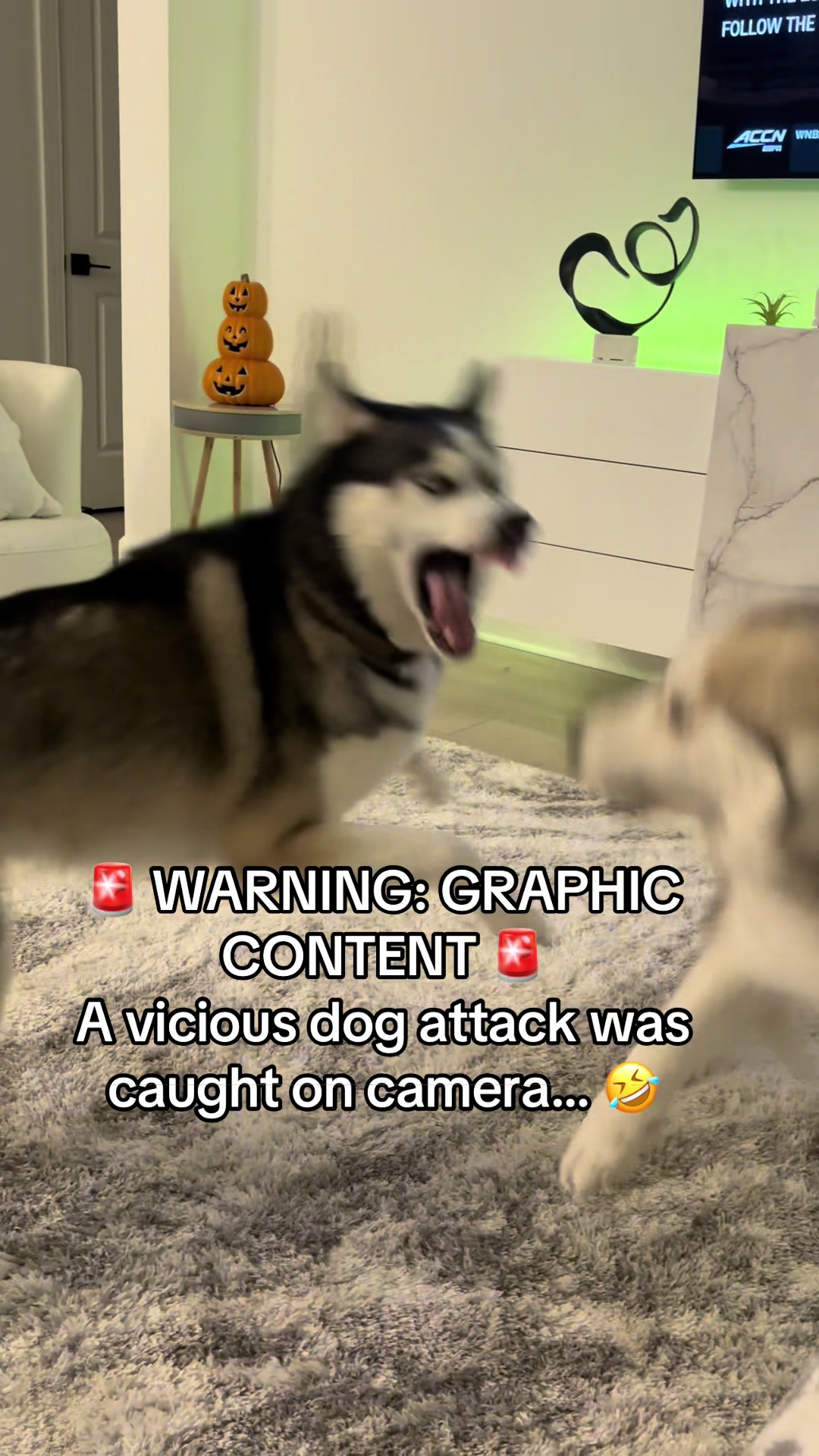@lifewith2huskies