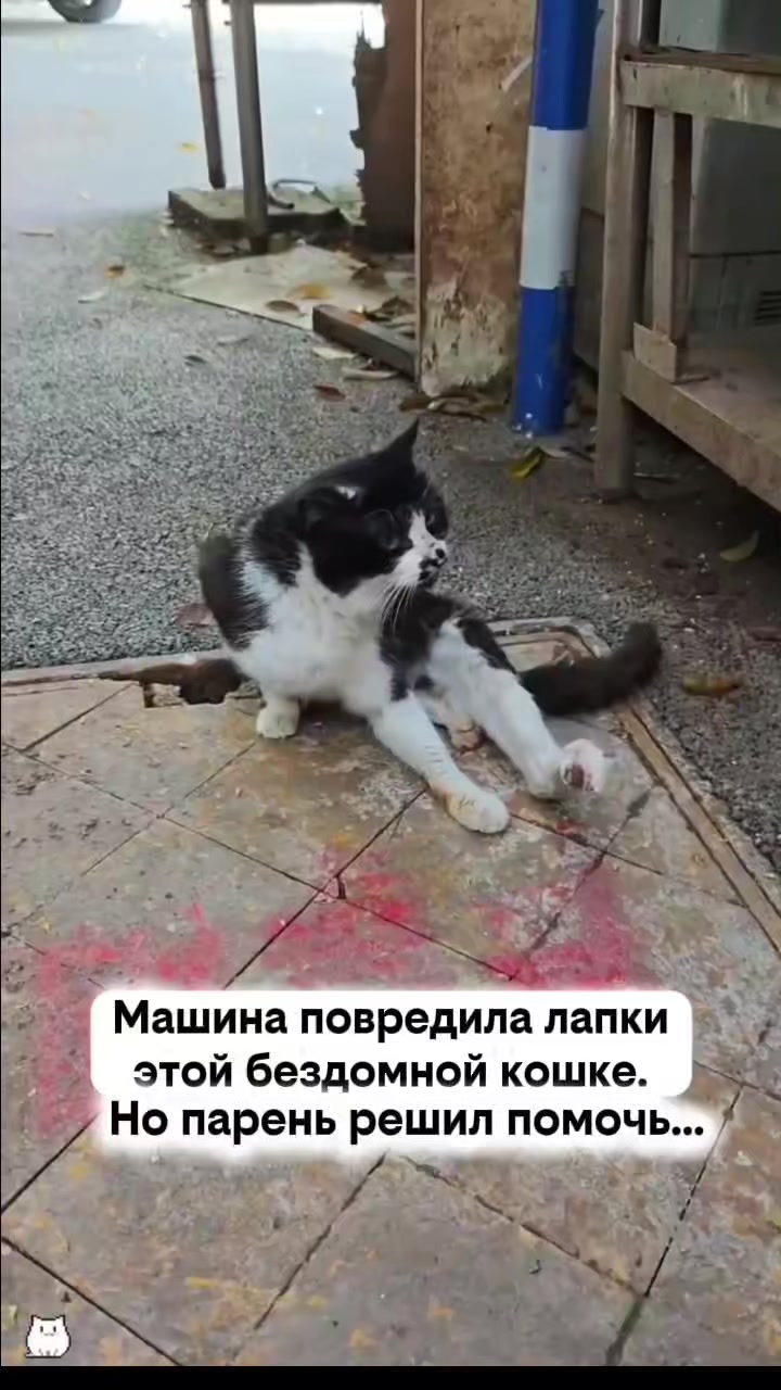 @RescueAnimals Nir