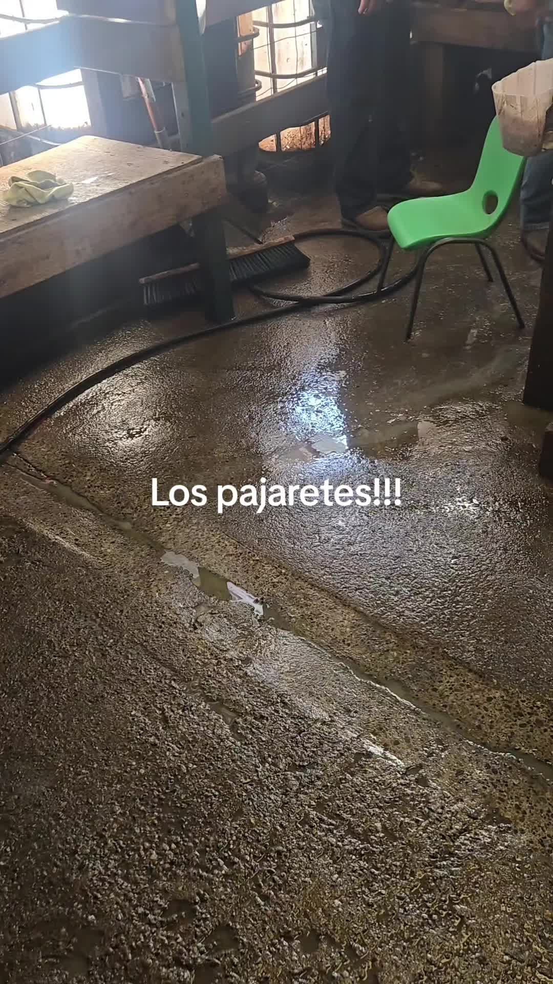 @Regia