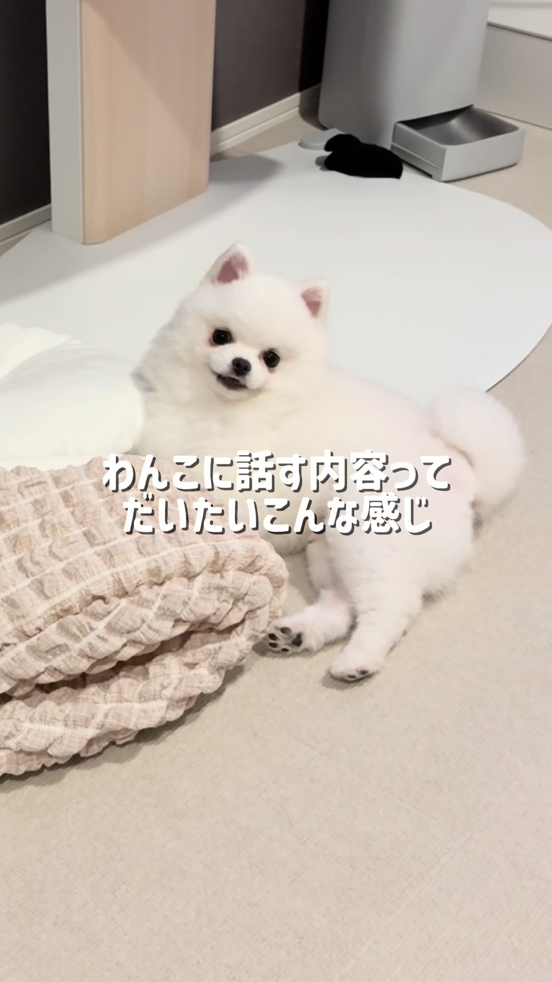 @ポメラニアンのミル🍼