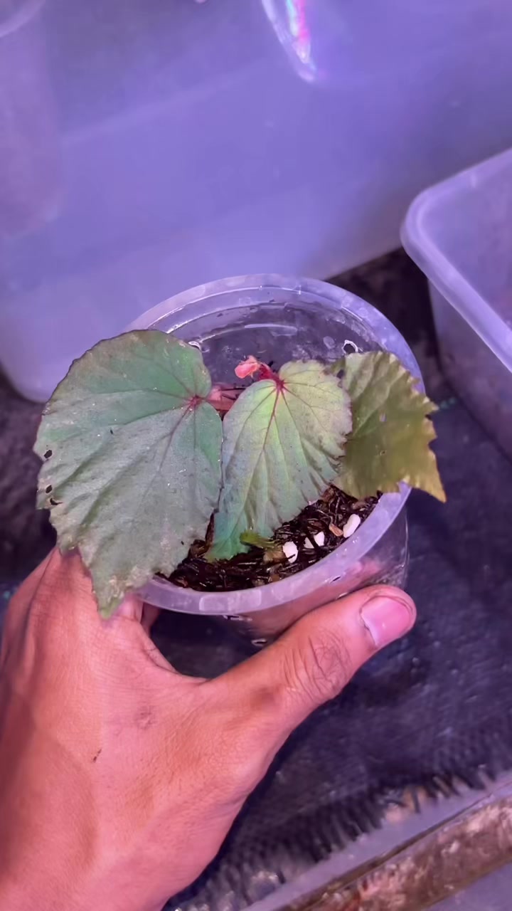 @Wildan Plantshop