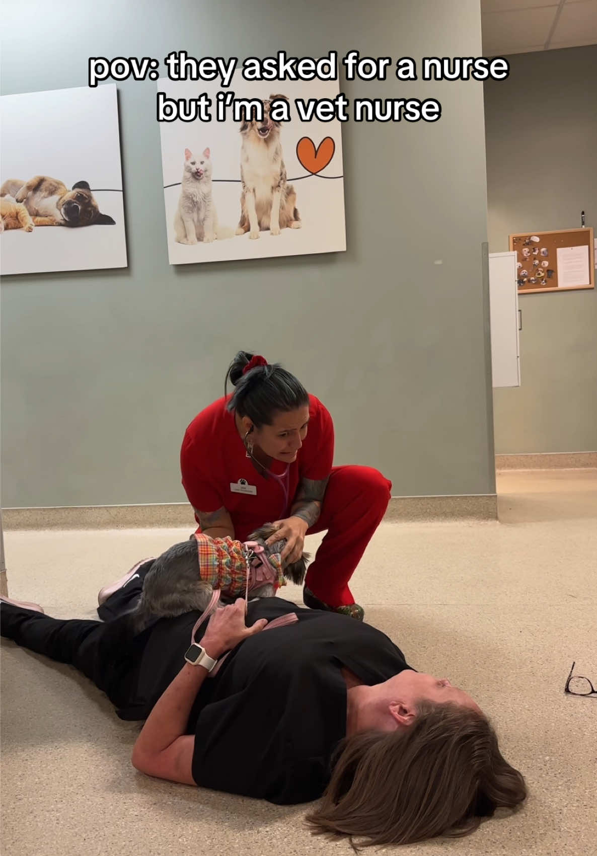@Dreaming Summit Animal Hosp