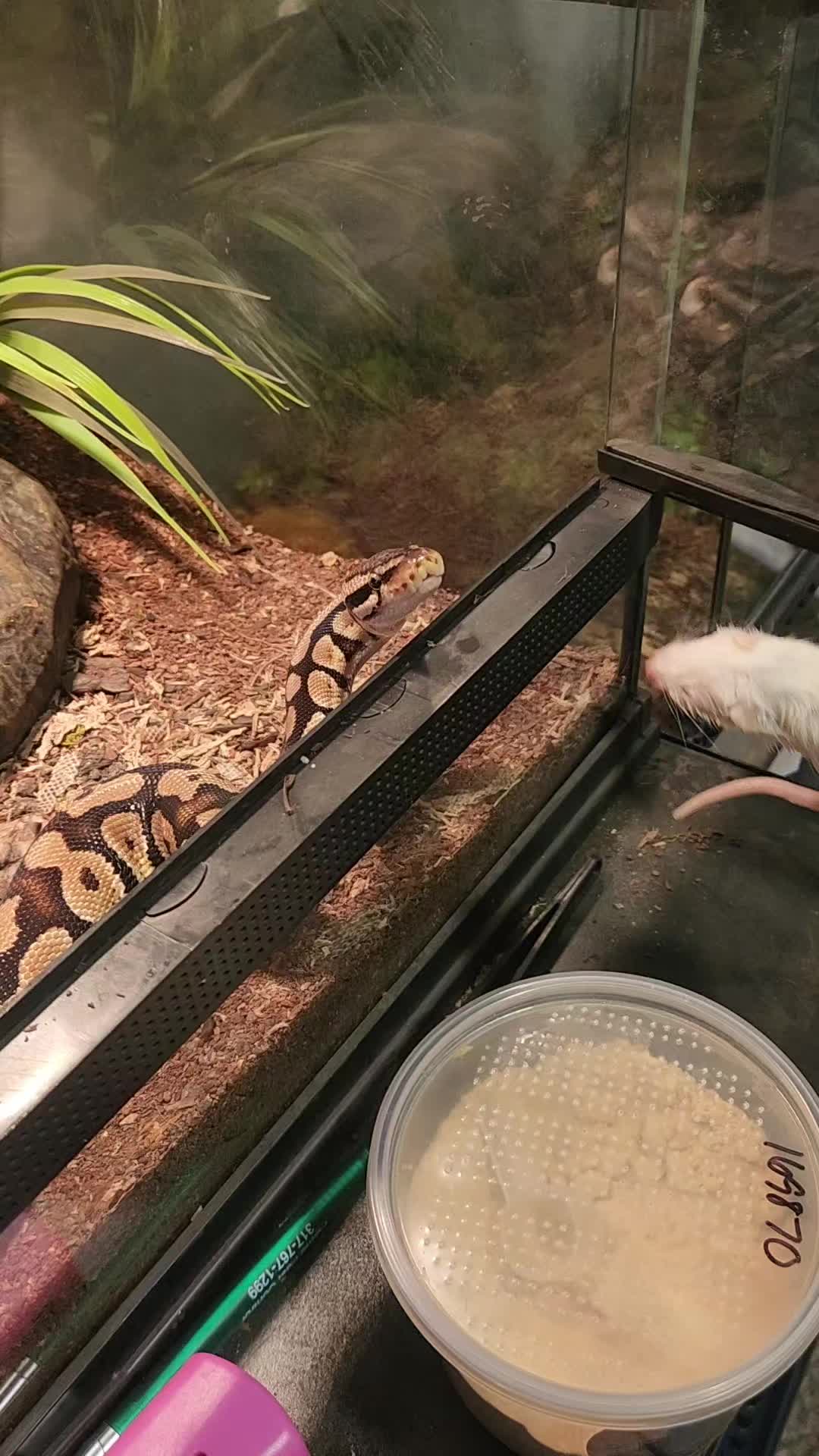 @Ballard’s Reptiles
