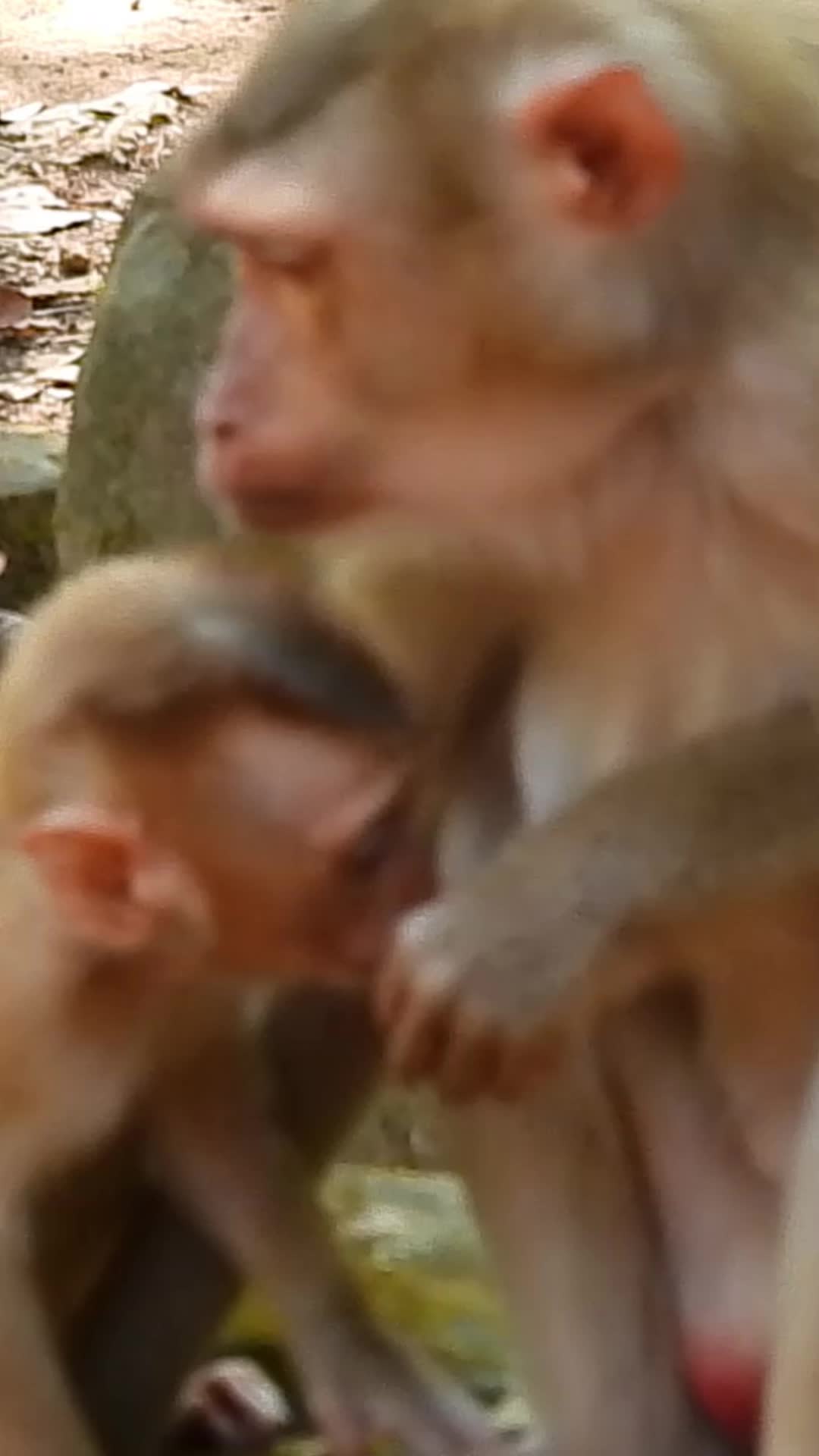 @Monkey Cambodia