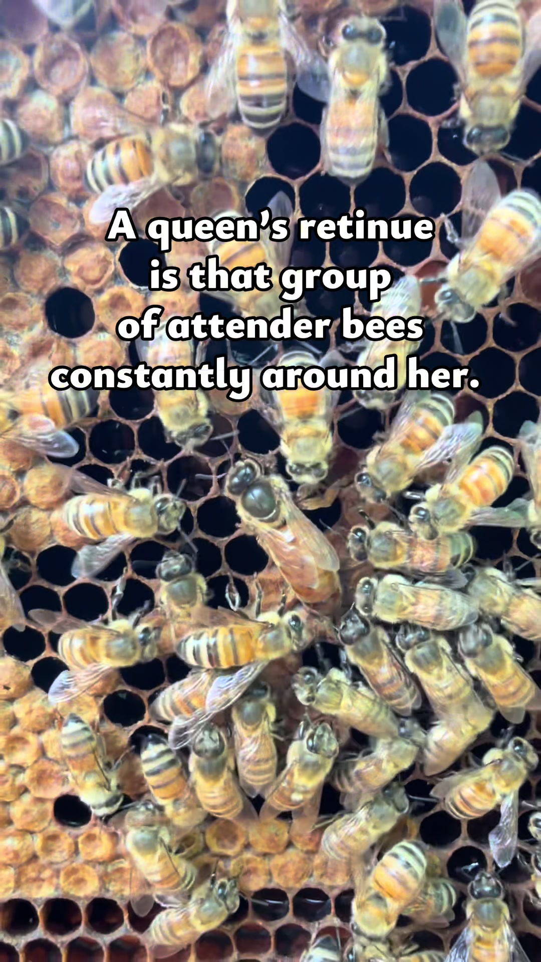 @Newbeeswv