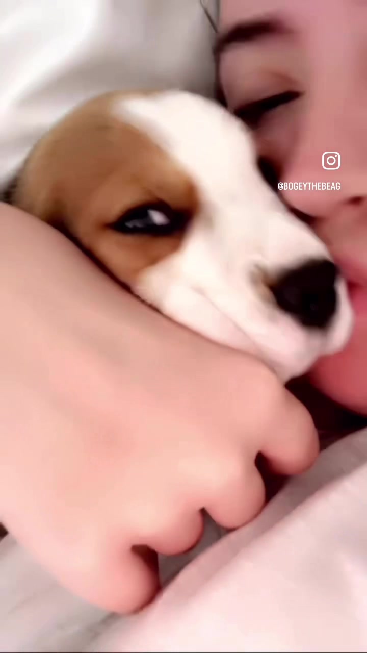 @Bogey the Beagle
