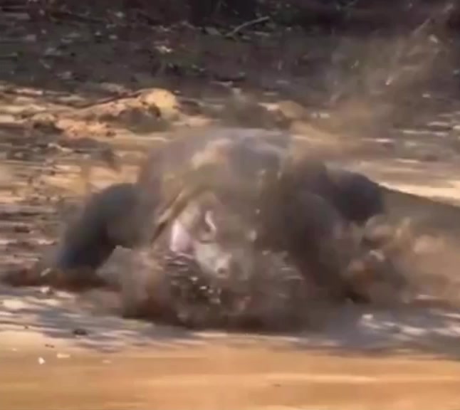 @Jake_fromStateFarm8592🥷