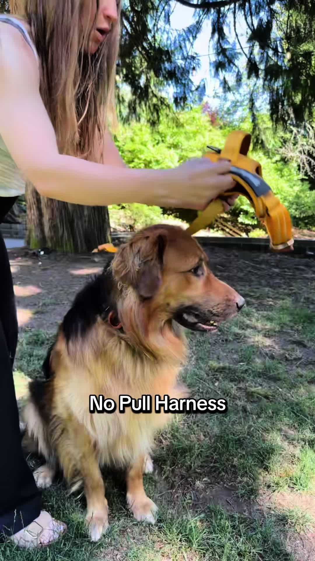 @lifewithgoldenshepherds