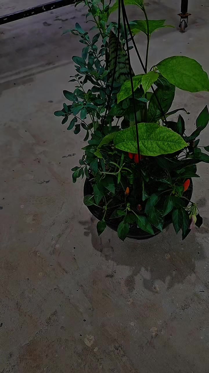 @Green House bonsai