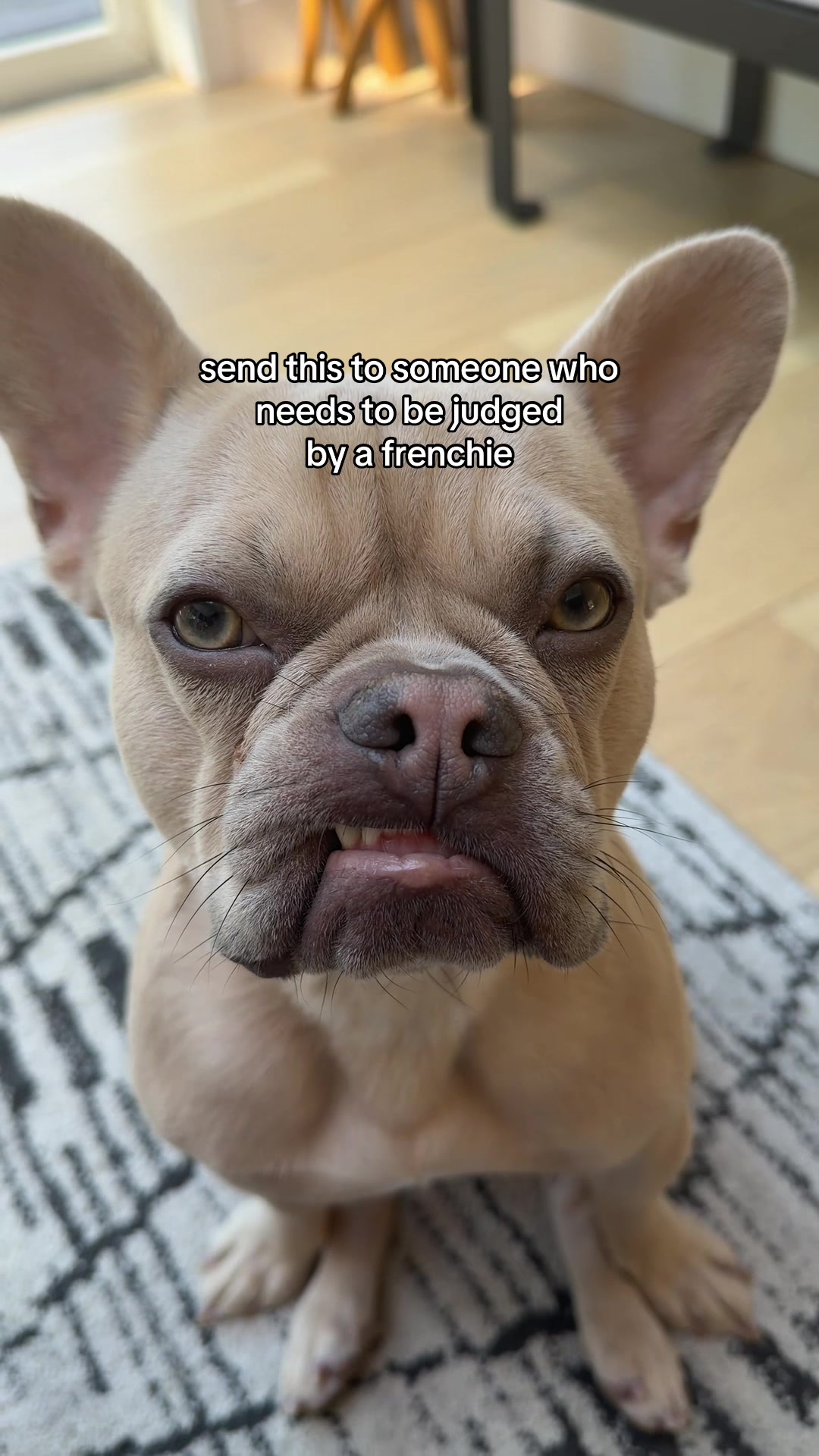 @Winston & Charlie 🐾